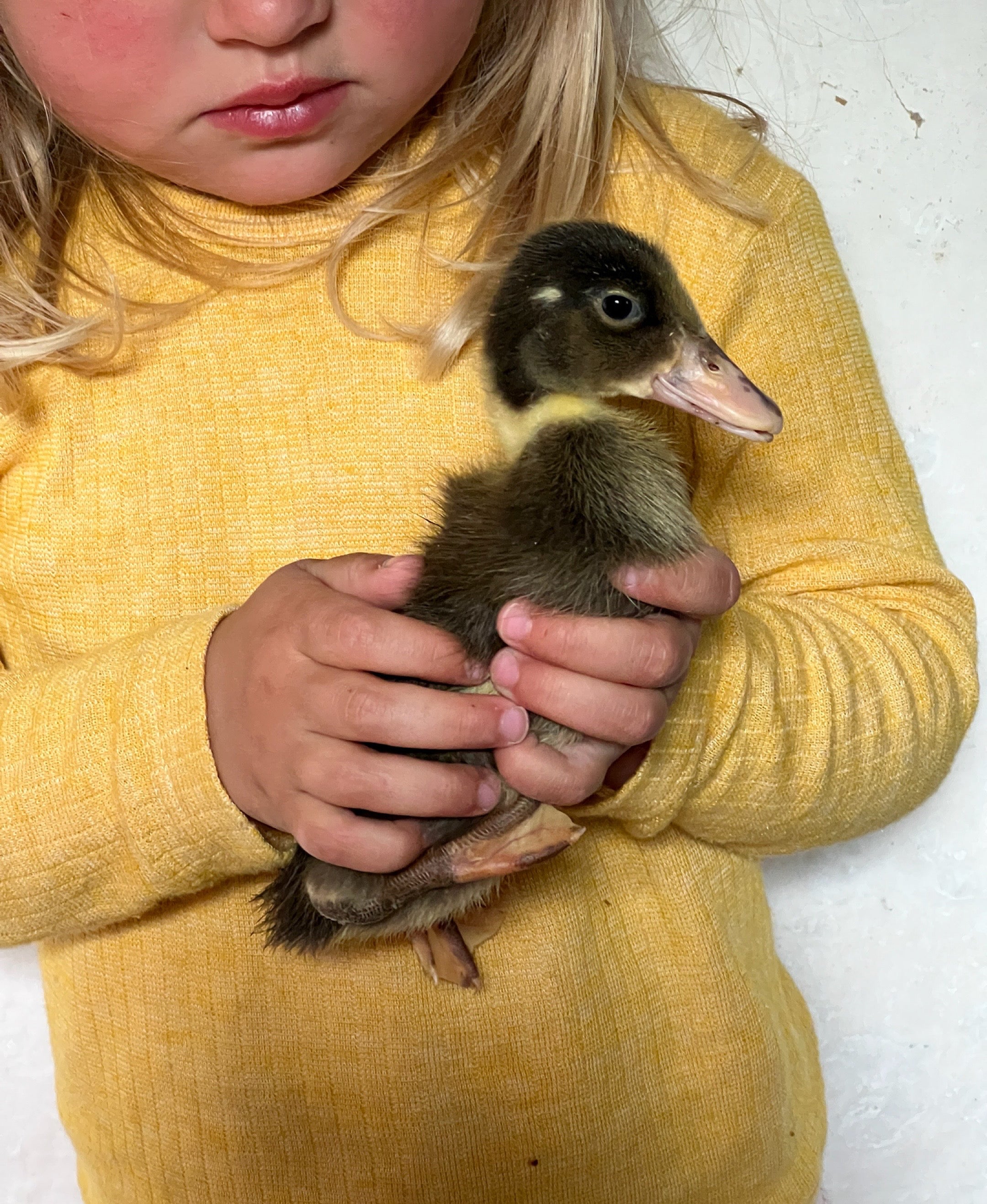 Bluse uld/silke/bomuld - gul